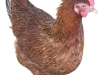 Chicken5.jpg